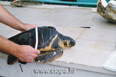 glavata �elva - mjerenje