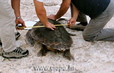 glavata �elva - mjerenje