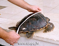 glavata �elva - mjerenje