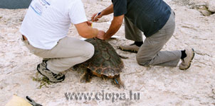 glavata �elva - mjerenje