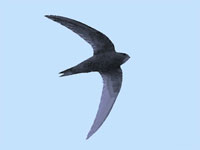 detaljnije o �iopi