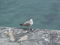 mladi galeb klaukavac