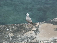 mladi galeb klaukavac