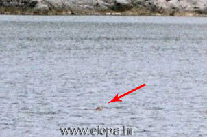 glavata �elva - izron