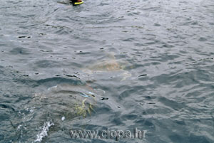 glavata �elva - zaron